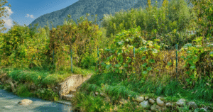 Discover Nature, Comfort & Hospitality at Happy Times Inn Resort